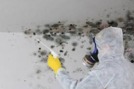 Mold Documentation for Insurance Claims